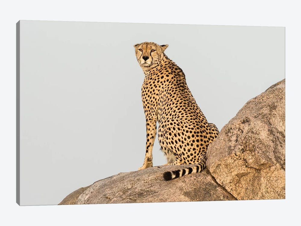 Africa, Tanzania, Serengeti National Park. Close-up of cheetah on boulder. by Jaynes Gallery 1-piece Canvas Print