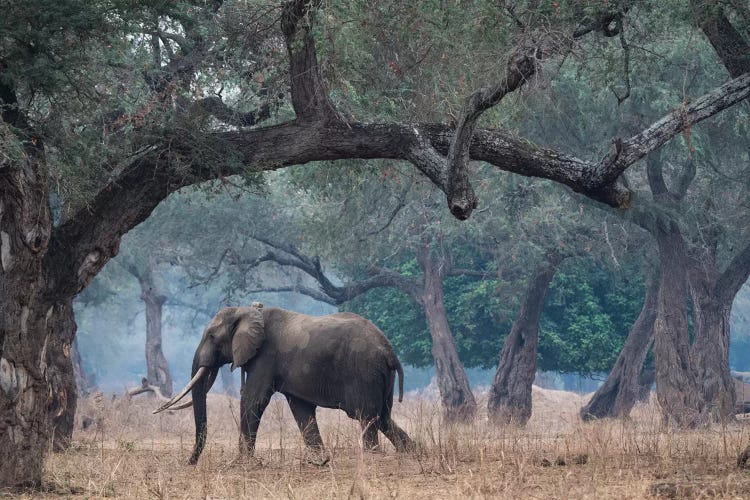 Africa, Zimbabwe, Mana Pools National Park. Elephant walking among trees.