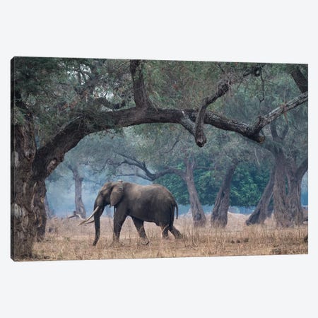 Africa, Zimbabwe, Mana Pools National Park. Elephant walking among trees. Canvas Print #JYG397} by Jaynes Gallery Canvas Wall Art