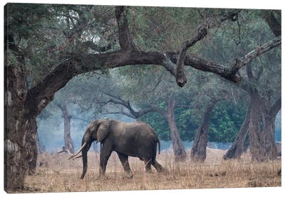 Africa, Zimbabwe, Mana Pools National Park. Elephant walking among trees. Canvas Art Print - Zimbabwe