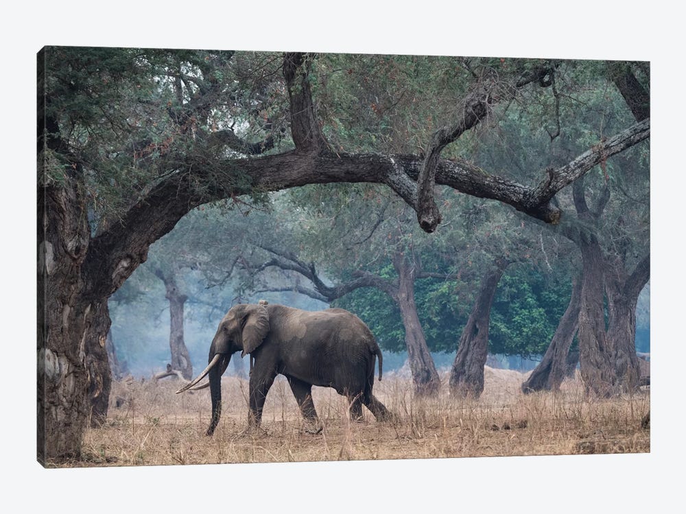 Africa, Zimbabwe, Mana Pools National Park. Elephant walking among trees. by Jaynes Gallery 1-piece Canvas Artwork