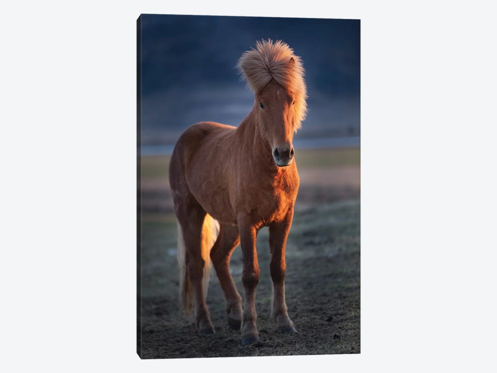 Iceland. Icelandic horse at sunset. by Jaynes Gallery 1-piece Canvas Print