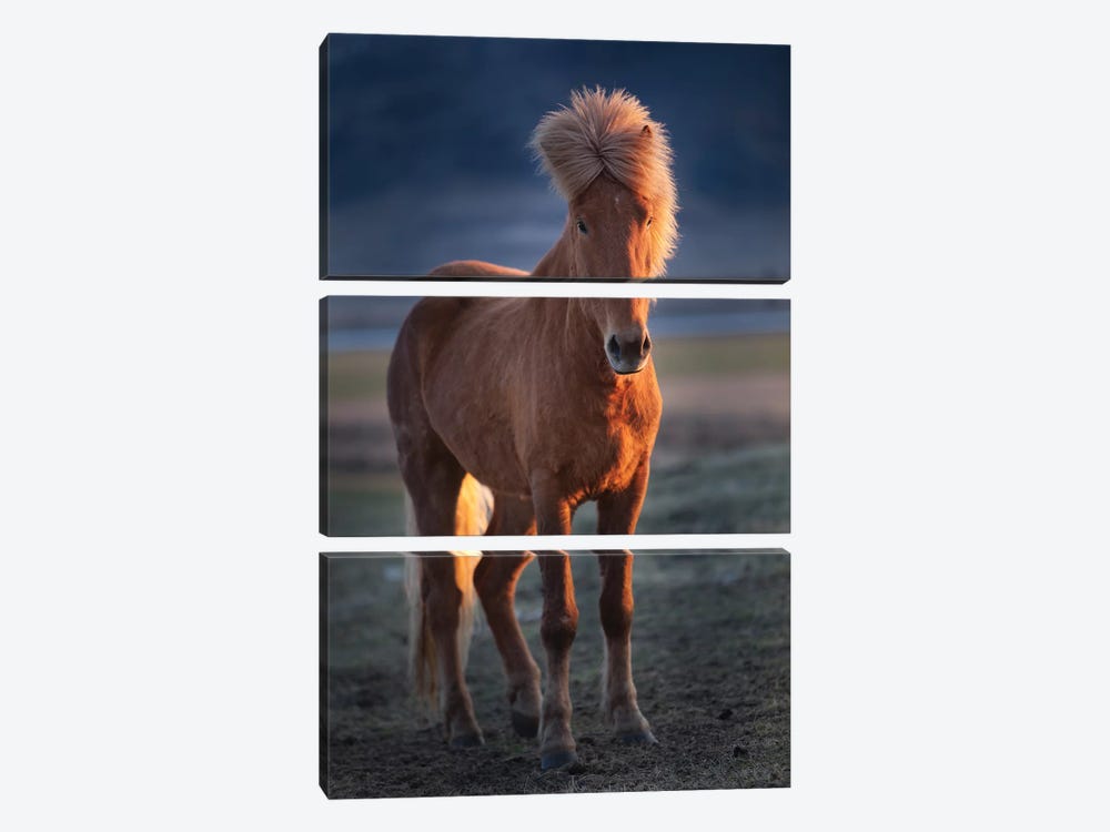 Iceland. Icelandic horse at sunset. by Jaynes Gallery 3-piece Canvas Print