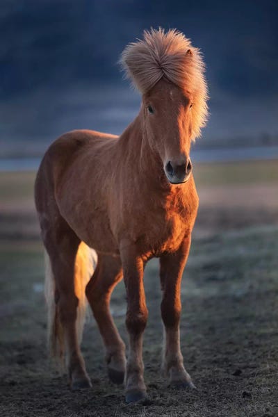 Jaynes Gallery: Iceland. Icelandic horse at sunset. by Jaynes Gallery