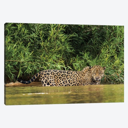 Wild Jaguar In Water, Pantanal Conservation Area, Brazil Canvas Print #JYG3} by Jaynes Gallery Canvas Art Print