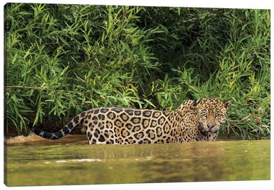 Wild Jaguar In Water, Pantanal Conservation Area, Brazil Canvas Art Print - Brazil Art