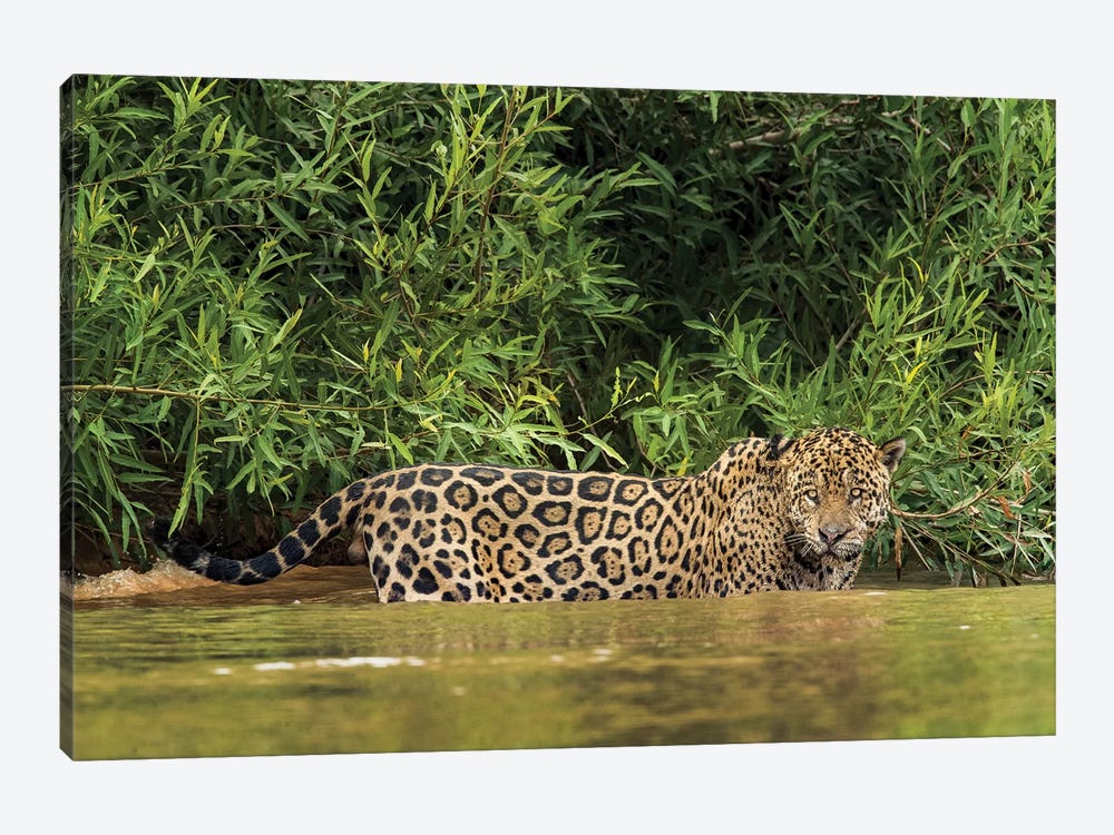 Wild Jaguar In Water, Pantanal Conservation Area, Brazil by Jaynes Gallery 1-piece Art Print
