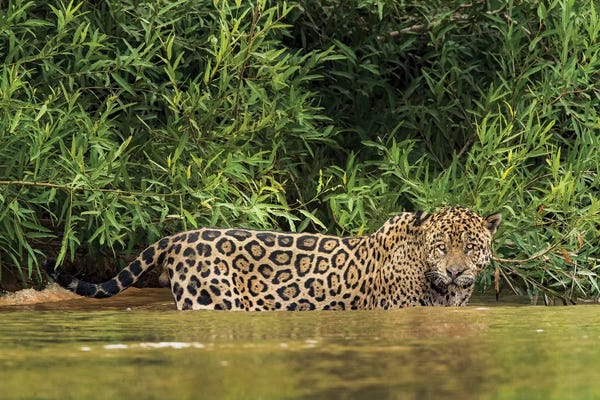 Jaguars: Wild Jaguar In Water, Pantanal Conservation Area, Brazil by Jaynes Gallery
