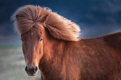 Iceland. Icelandic horse in sunset light I by Jaynes Gallery multi panel art