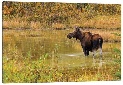 Canada, Alberta, Kananaskis Country. Female moose in pond. Canvas Art Print - Moose Art