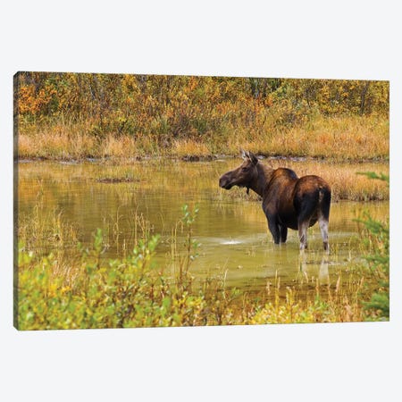Canada, Alberta, Kananaskis Country. Female moose in pond. Canvas Print #JYG406} by Jaynes Gallery Canvas Wall Art