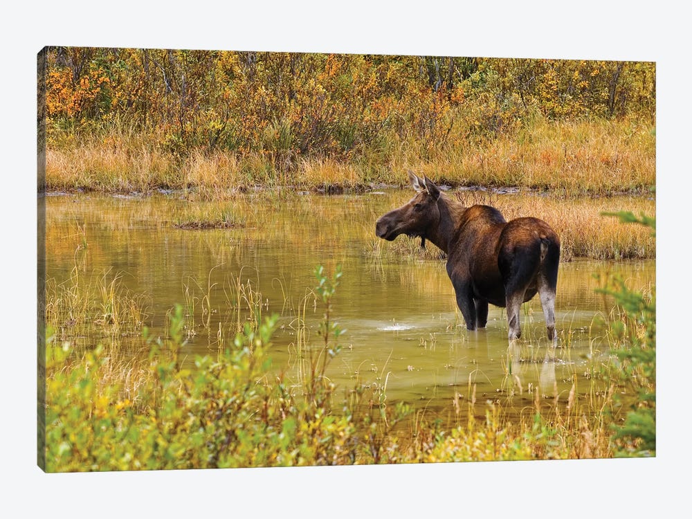 Canada, Alberta, Kananaskis Country. Female moose in pond. by Jaynes Gallery 1-piece Canvas Print