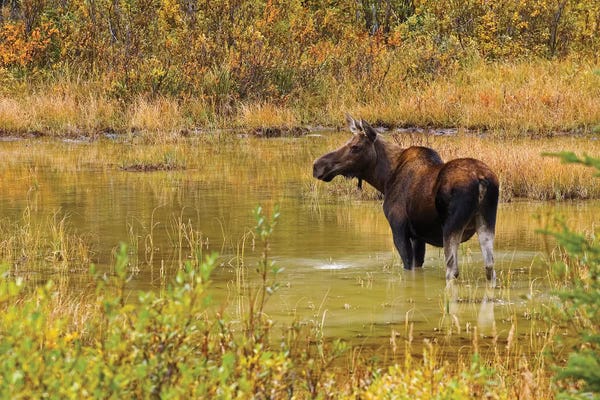 Moose: Canada, Alberta, Kananaskis Country. Female moose in pond. by Jaynes Gallery