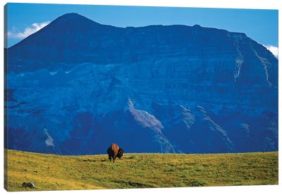 Canada, Alberta, Waterton National Park. Bison and Sofa Mountain. Canvas Art Print