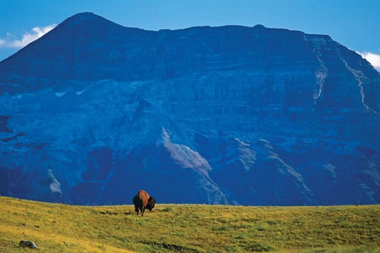 Canada, Alberta, Waterton National Park. Bison and Sofa Mountain.