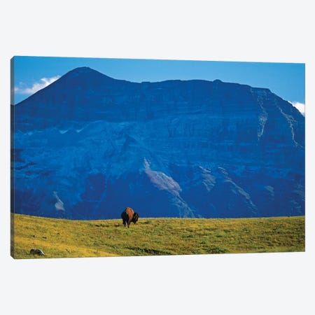 Canada, Alberta, Waterton National Park. Bison and Sofa Mountain. Canvas Print #JYG407} by Jaynes Gallery Canvas Art