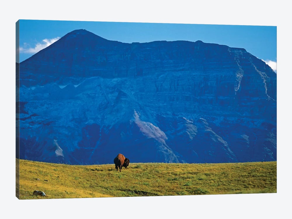 Canada, Alberta, Waterton National Park. Bison and Sofa Mountain. by Jaynes Gallery 1-piece Canvas Artwork