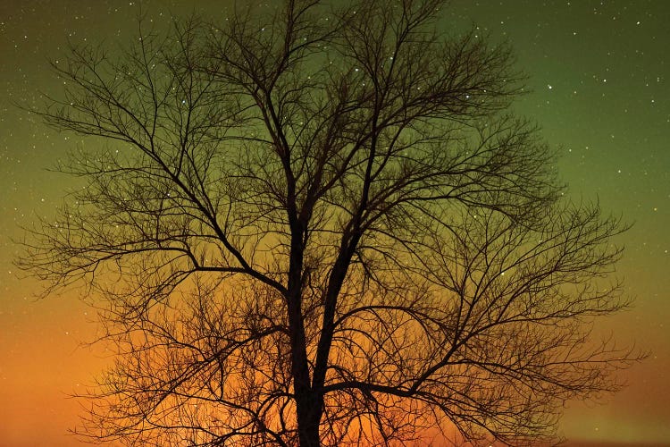 Canada, Manitoba, Birds Hill Provincial Park. Aurora borealis and cottonwood tree.