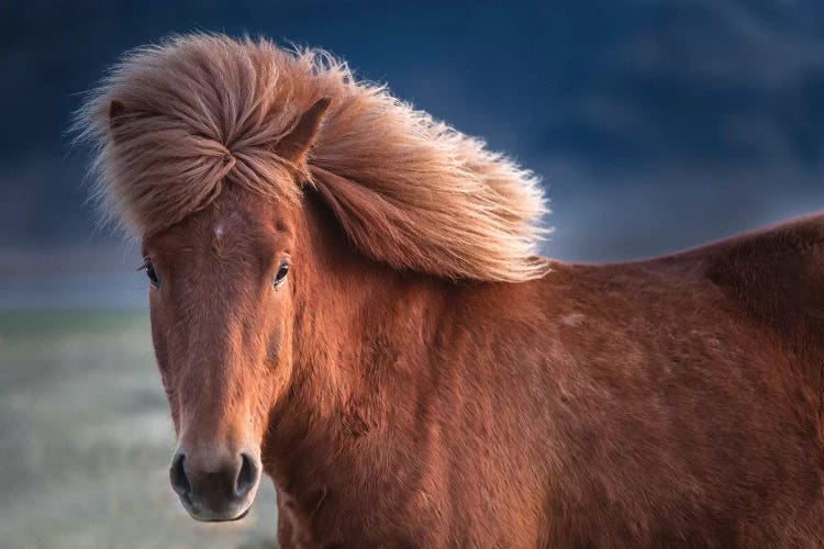 Iceland. Icelandic horse in sunset light I