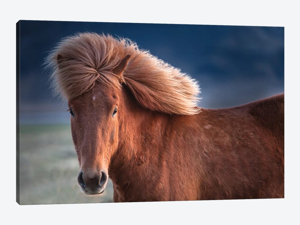 Iceland. Icelandic horse in sunset light I by Jaynes Gallery 1-piece Art Print