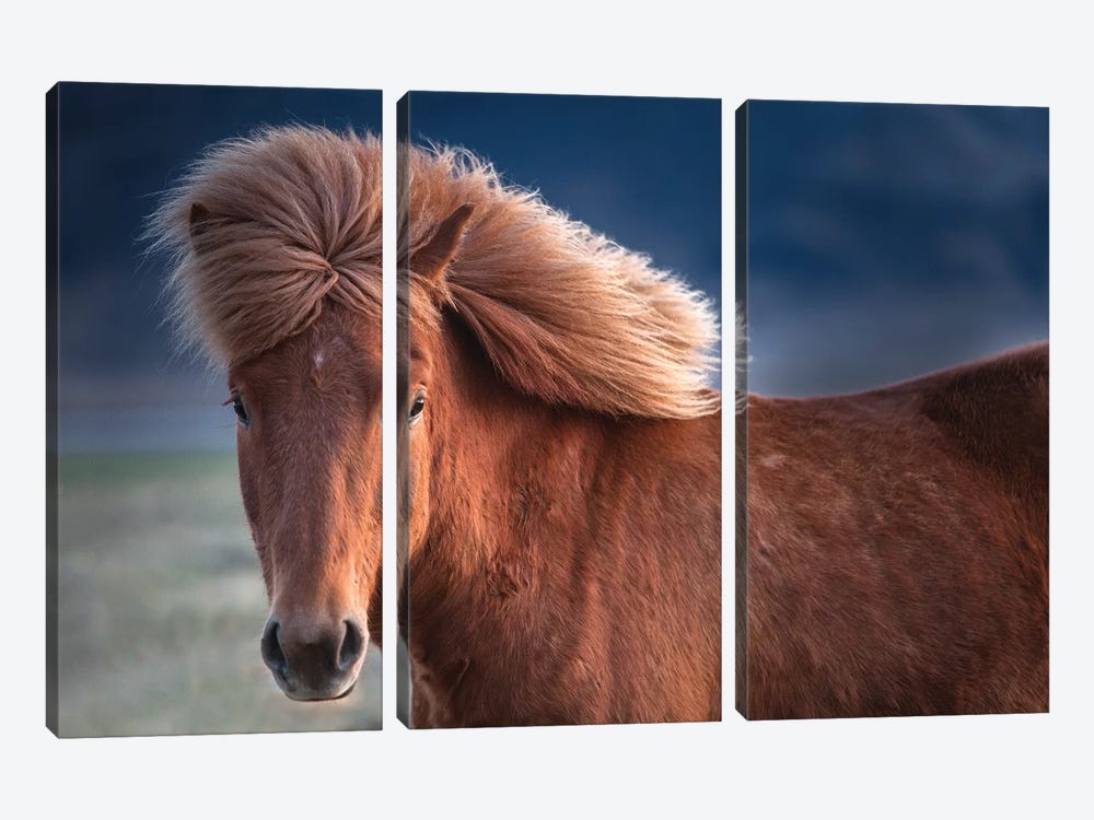 Iceland. Icelandic horse in sunset light I by Jaynes Gallery 3-piece Canvas Print