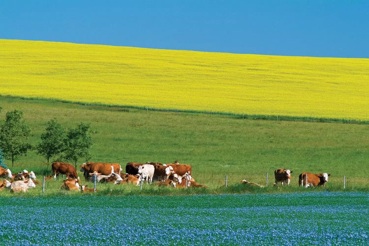 Canada, Manitoba, Bruxelles. Cattle and canola and flax crops. by Jaynes Gallery wall art