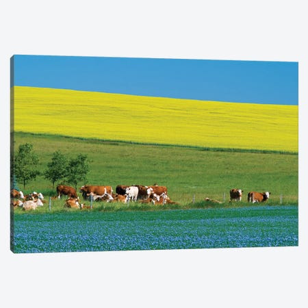 Canada, Manitoba, Bruxelles. Cattle and canola and flax crops. Canvas Print #JYG412} by Jaynes Gallery Canvas Wall Art
