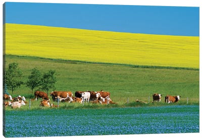 Canada, Manitoba, Bruxelles. Cattle and canola and flax crops. Canvas Art Print