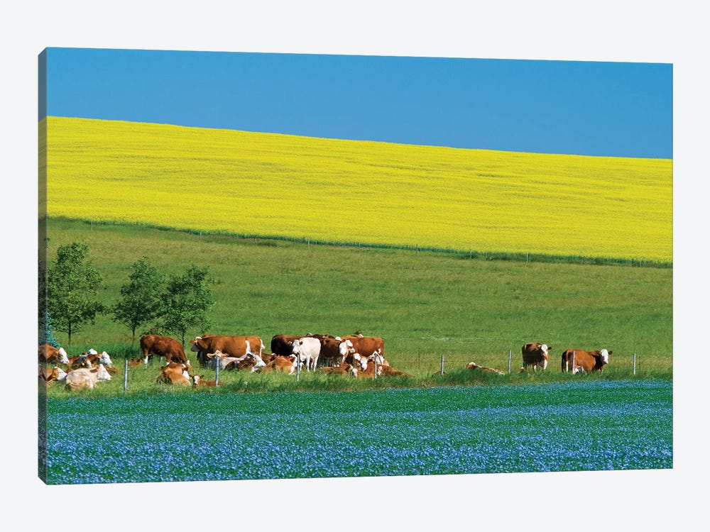 Canada, Manitoba, Bruxelles. Cattle and canola and flax crops. by Jaynes Gallery 1-piece Canvas Artwork