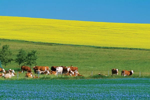 Manitoba: Canada, Manitoba, Bruxelles. Cattle and canola and flax crops. by Jaynes Gallery