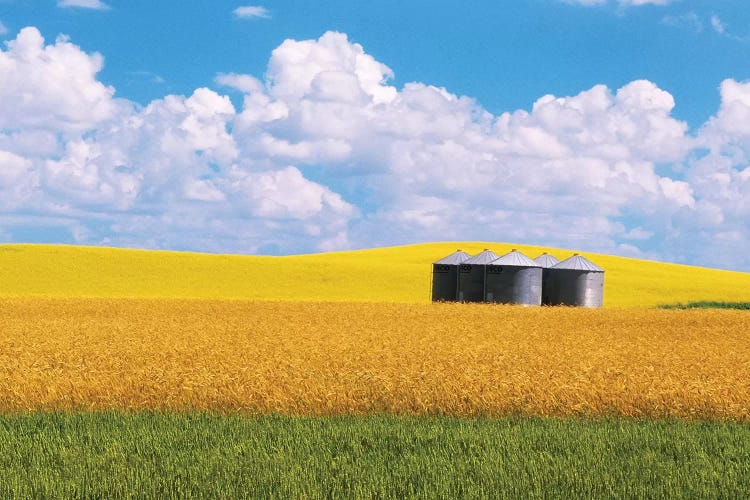 Canada, Manitoba, Bruxelles. Grain bins amid wheat and canola crops.