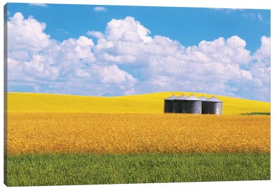 Canada, Manitoba, Bruxelles. Grain bins amid wheat and canola crops. Canvas Art Print
