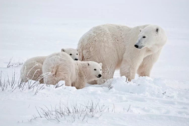 Canada, Manitoba, Churchill. Polar bear mother and cubs on frozen tundra.