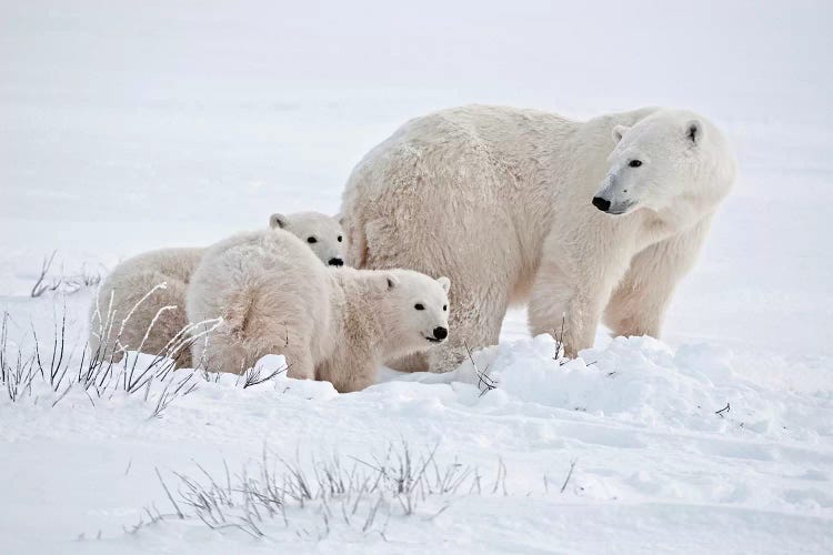 Canada, Manitoba, Churchill. Polar bear mother and cubs on frozen tundra. by Jaynes Gallery wall art
