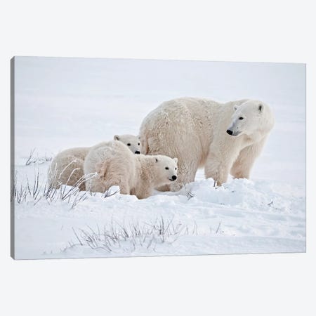 Canada, Manitoba, Churchill. Polar bear mother and cubs on frozen tundra. Canvas Print #JYG415} by Jaynes Gallery Canvas Print