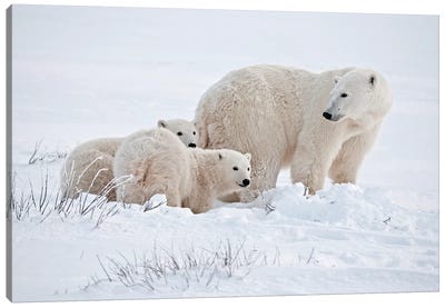 Canada, Manitoba, Churchill. Polar bear mother and cubs on frozen tundra. Canvas Art Print