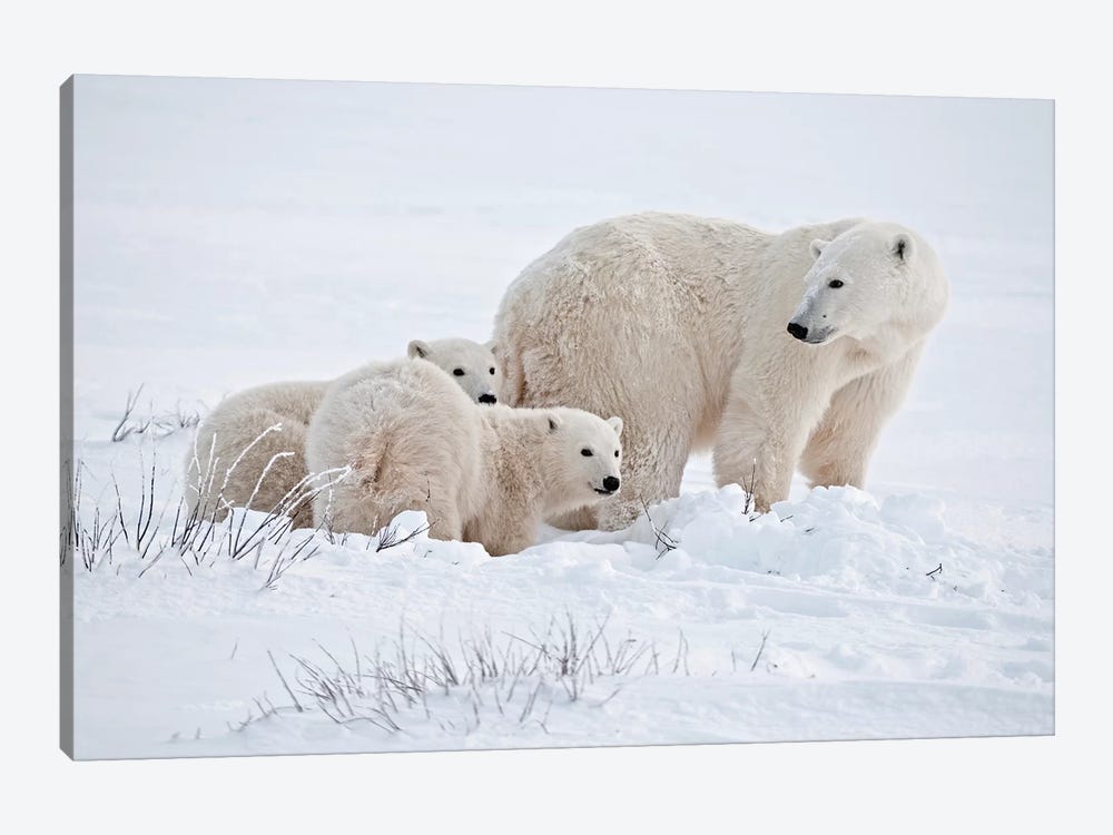 Canada, Manitoba, Churchill. Polar bear mother and cubs on frozen tundra. by Jaynes Gallery 1-piece Canvas Art Print