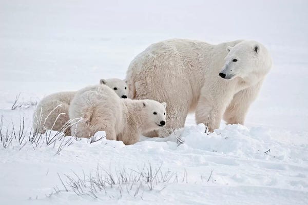 Manitoba: Canada, Manitoba, Churchill. Polar bear mother and cubs on frozen tundra. by Jaynes Gallery