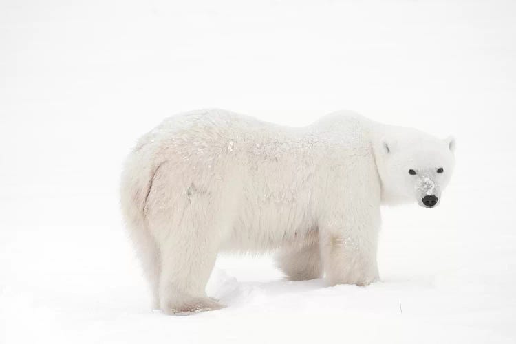 Canada, Manitoba, Churchill. Polar bear on frozen tundra.