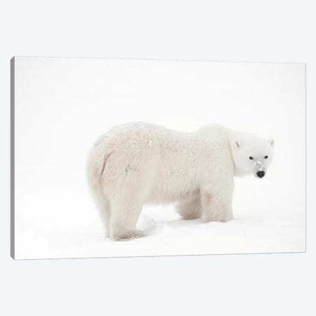 Canada, Manitoba, Churchill. Polar bear on frozen tundra. Canvas Print #JYG416} by Jaynes Gallery Canvas Print