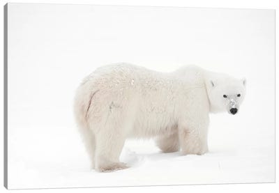 Canada, Manitoba, Churchill. Polar bear on frozen tundra. Canvas Art Print