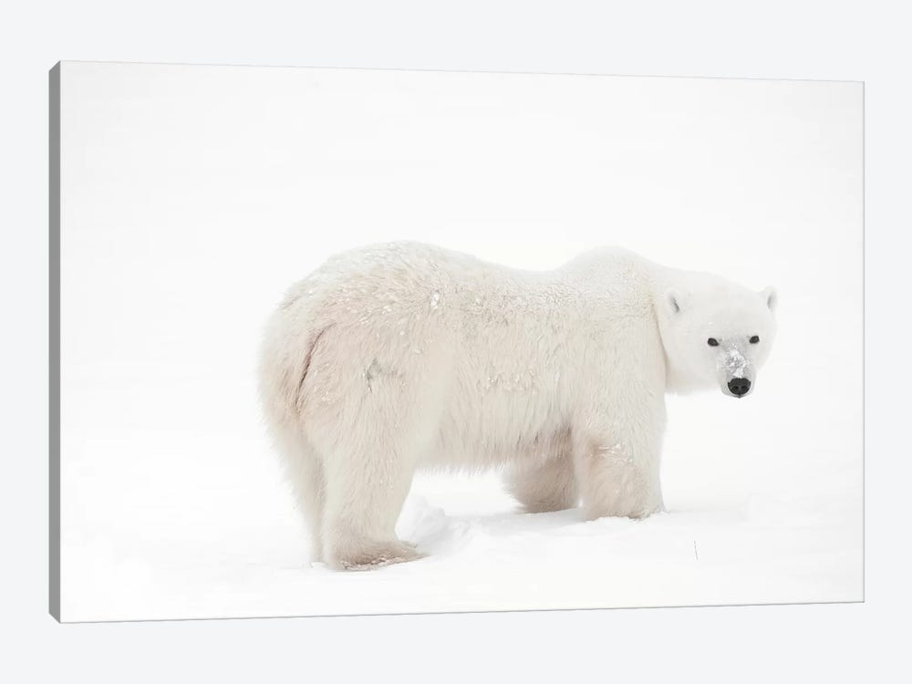 Canada, Manitoba, Churchill. Polar bear on frozen tundra. by Jaynes Gallery 1-piece Canvas Wall Art
