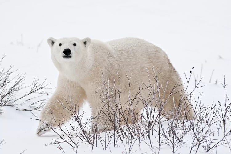 Canada, Manitoba, Churchill. Polar bear on frozen tundra.