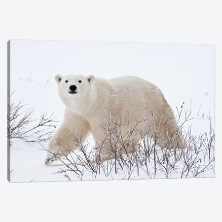 Canada, Manitoba, Churchill. Polar bear on frozen tundra. Canvas Print #JYG417} by Jaynes Gallery Canvas Art Print