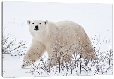 Canada, Manitoba, Churchill. Polar bear on frozen tundra. Canvas Art Print