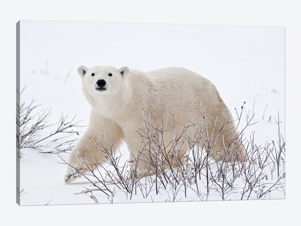 Canada, Manitoba, Churchill. Polar bear on frozen tundra. by Jaynes Gallery 1-piece Art Print