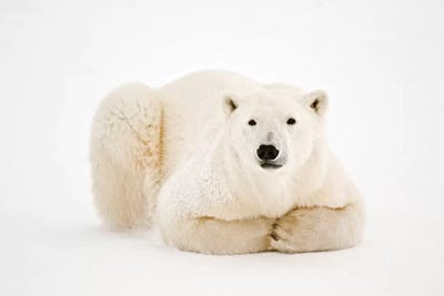 Canada, Manitoba, Churchill. Polar Bear on Hudson Bay ice. by Jaynes Gallery acrylic art print