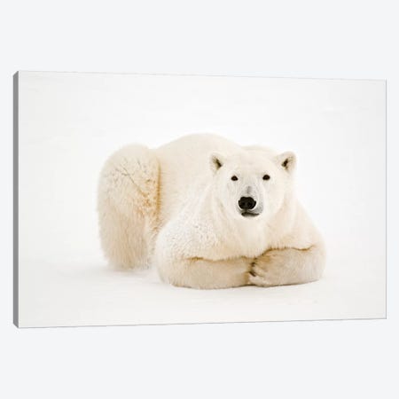 Canada, Manitoba, Churchill. Polar Bear on Hudson Bay ice. Canvas Print #JYG418} by Jaynes Gallery Canvas Artwork