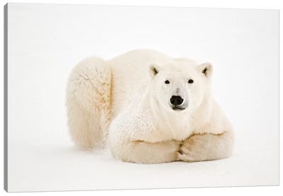 Canada, Manitoba, Churchill. Polar Bear on Hudson Bay ice. Canvas Art Print