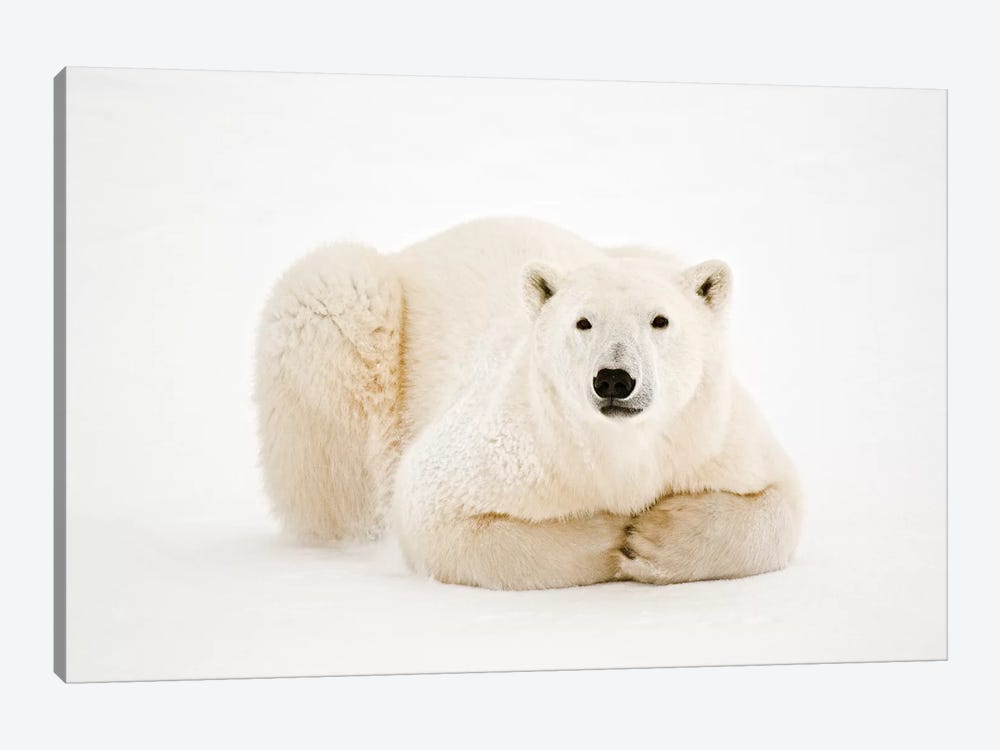 Canada, Manitoba, Churchill. Polar Bear on Hudson Bay ice. by Jaynes Gallery 1-piece Canvas Art